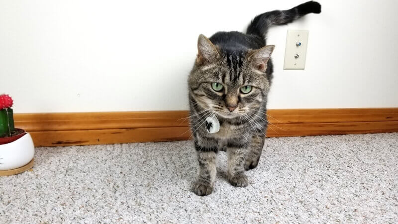 cat wearing the cat tailor tracker on their collar