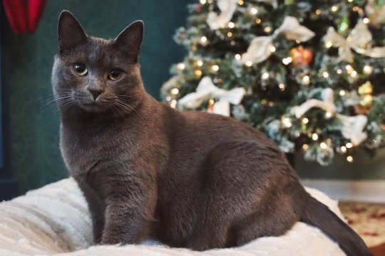 5 Can’t-Miss Christmas Movies About Cats