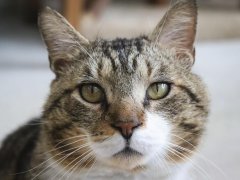 Close Up Face Grey Brown Tabby Cat