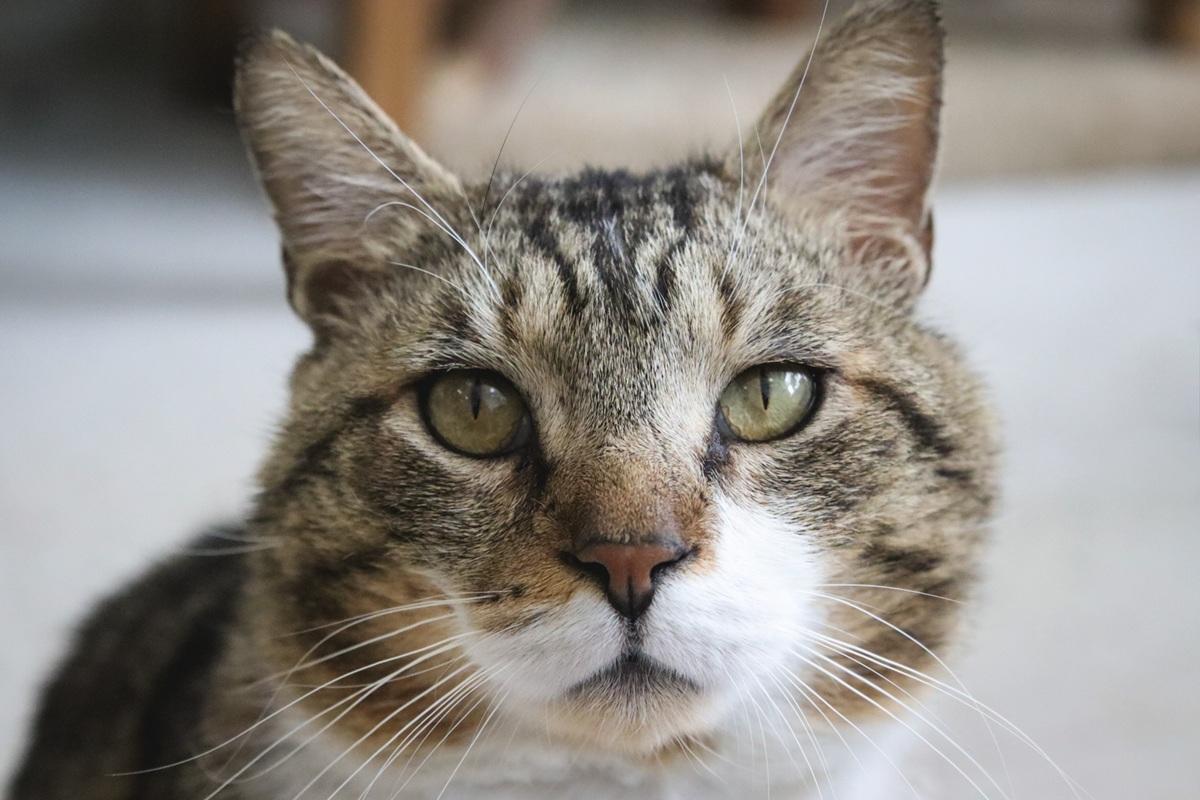 Close Up Face Grey Brown Tabby Cat
