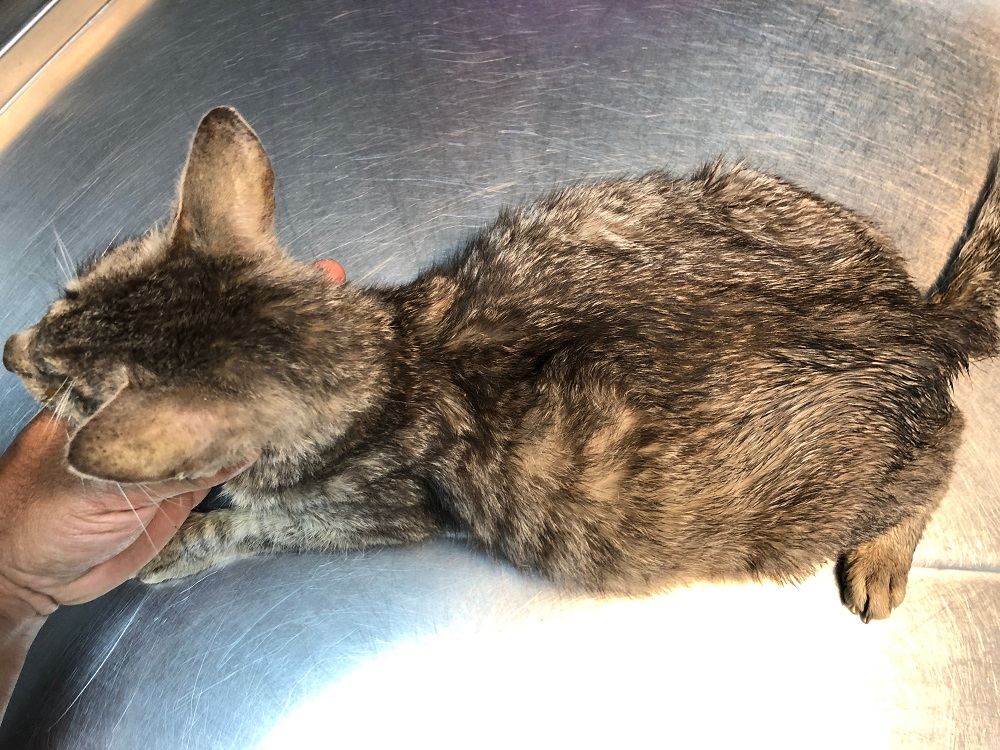 Close up of a tabby cat on a metal table with a distended abdomen