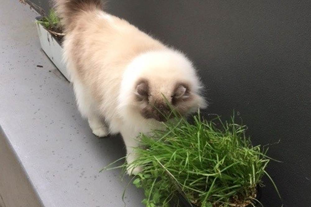 Daisy munching on cat grass.
