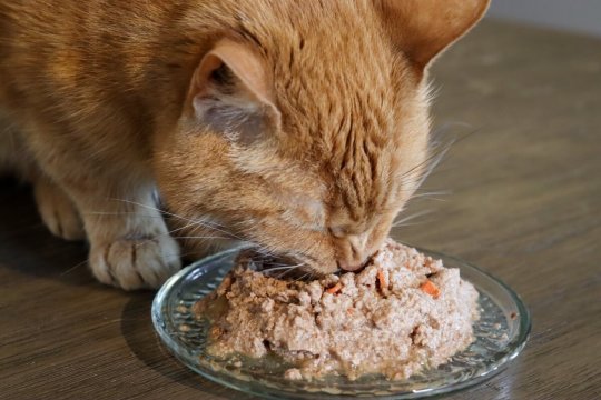 How to Change Your Cat’s Food in 10 Simple Steps