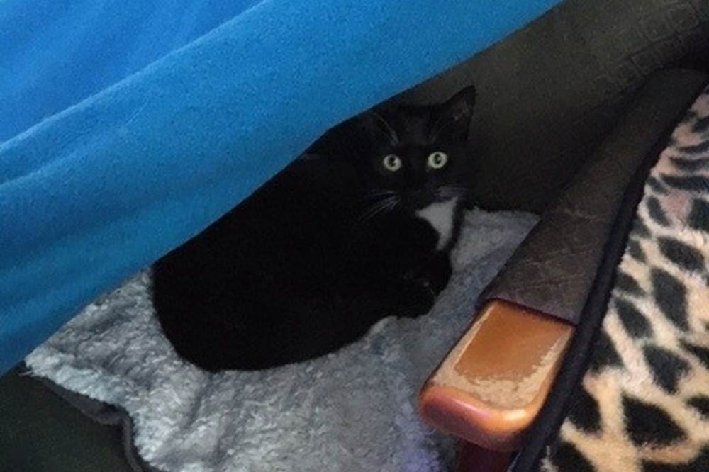 Drape a blanket over furniture to create a den-like space for your cat