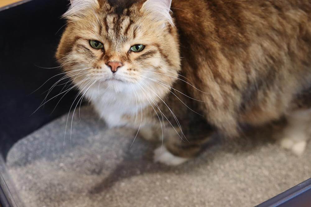 Ever Clean Unscented Extra Strength Super Premium Clumping Cat Litter in cat litter