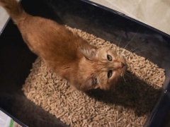 Feline Pine Original Natural Wood Non Clumping CAT 168一分钟极速赛车官网 Litter