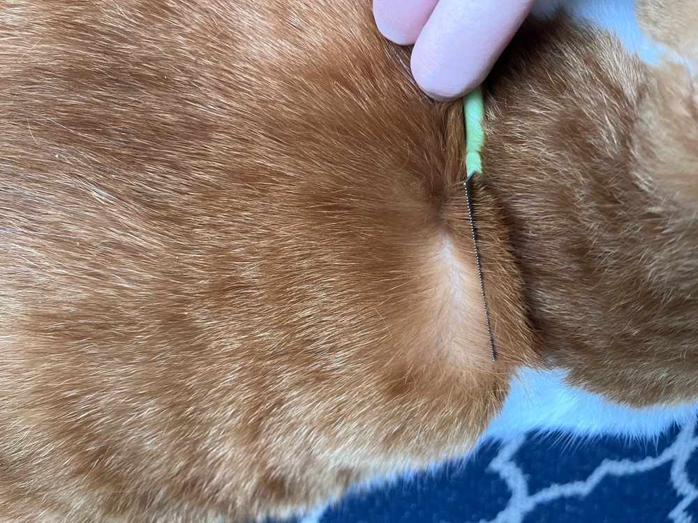 Safari Flea Comb for Cats