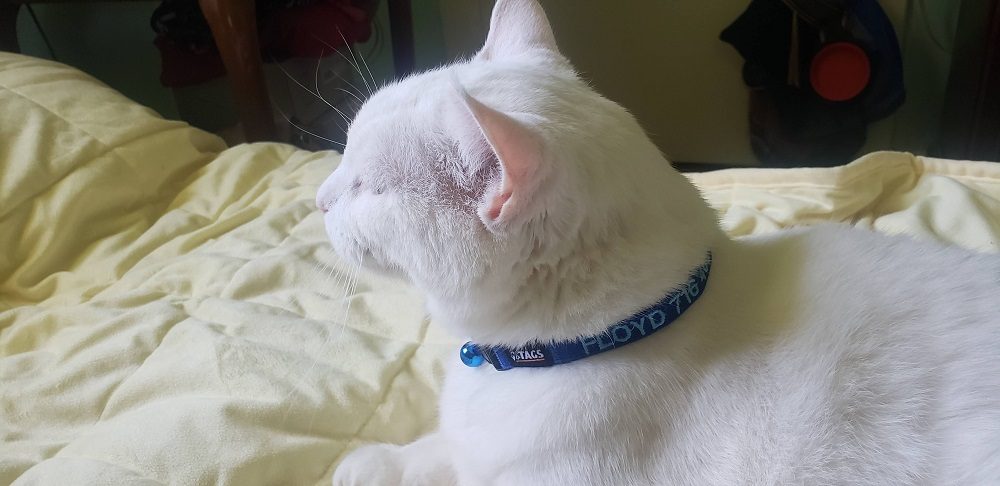 white cat wearing gotags cat collar