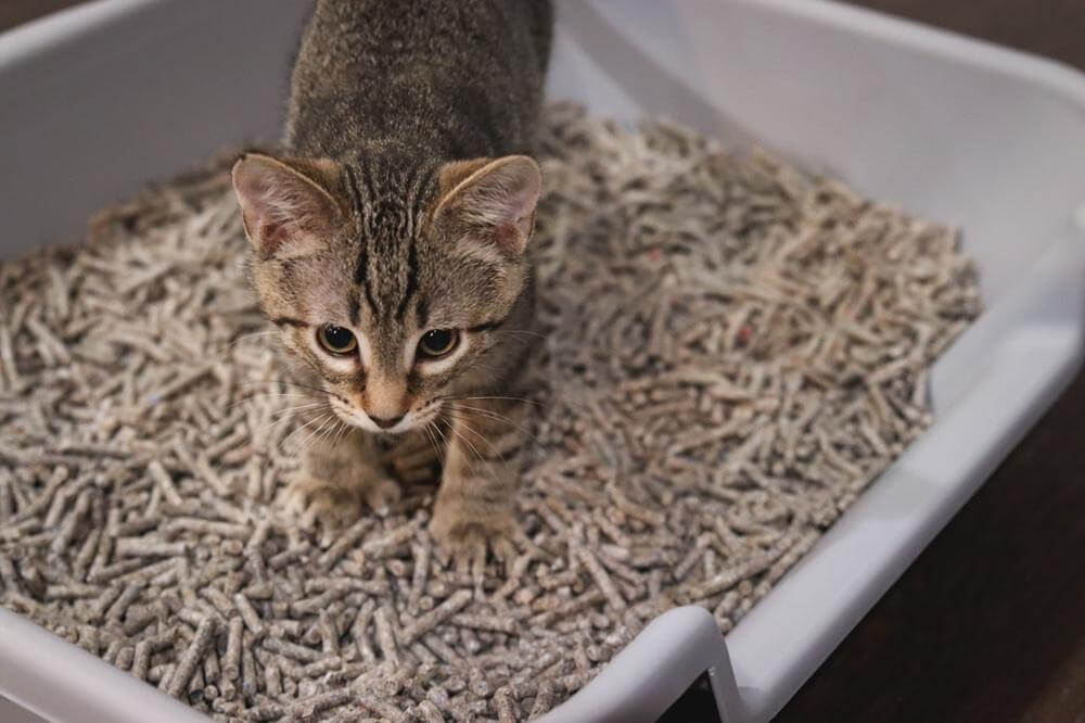 Fresh News Recycled Paper Cat Litter used in the litter box