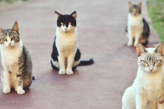The 9 Friendliest & Nicest Cat Breeds In the World