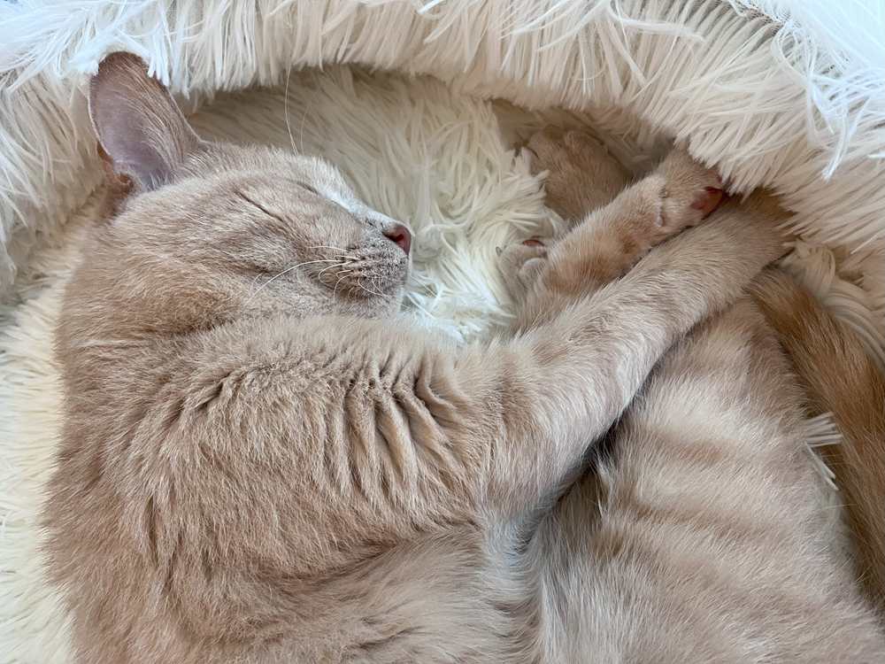 Frisco Long Faux Fur Elevated Cat Bed