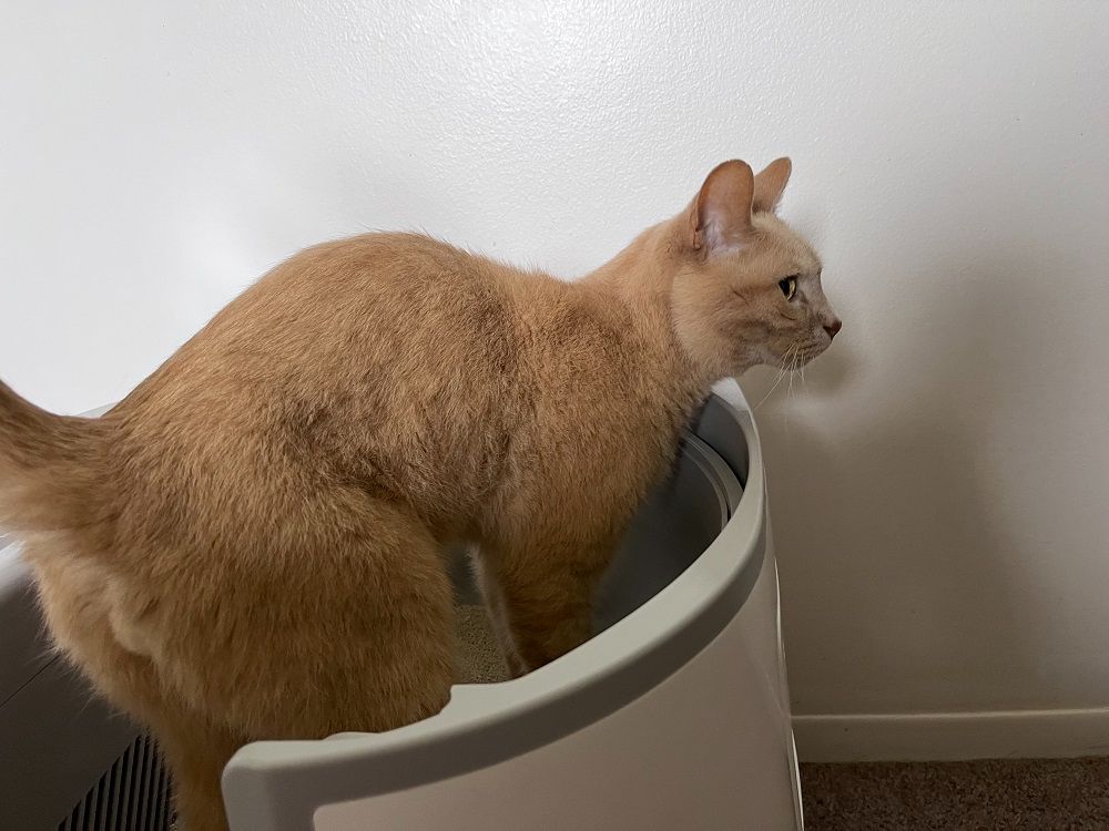 Furoomate CAT testing