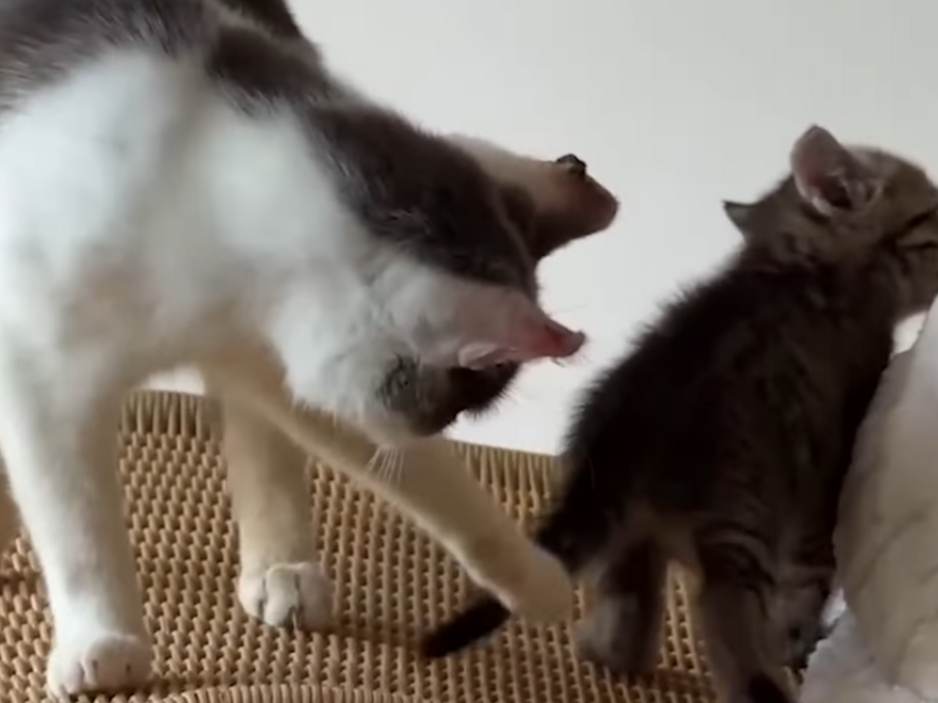 Getting to know the new cats