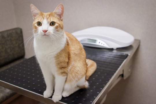 What Can You Give a Cat for an Upset Stomach?