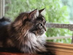 Grey Black Maine Coone Laying in Window