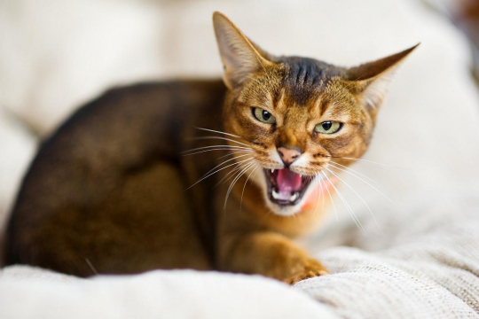 Why Is My Cat Growling? 7 Reasons You Should Know