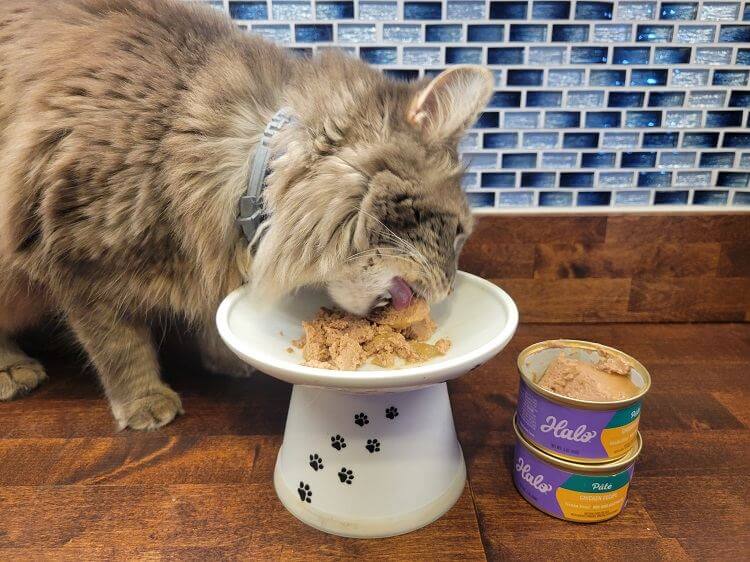Halo Chicken Recipe Pâté Grain-Free Kitten Wet Food