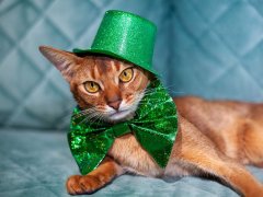 Happy St. Patrick’s Day! A funny cat in a green leprechaun hat and bow.