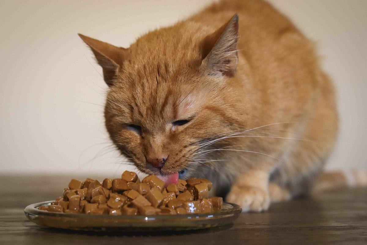 Hills Science Diet Tender Chicken Dinner