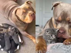 How Gunner the Dog Became the Dad to a Litter of Kittens