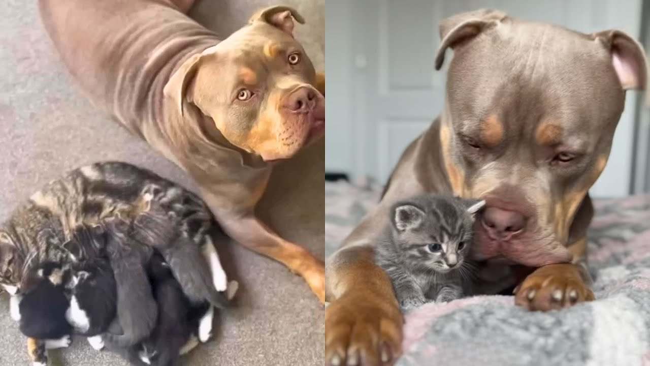 How Gunner the Dog Became the Dad to a Litter of Kittens