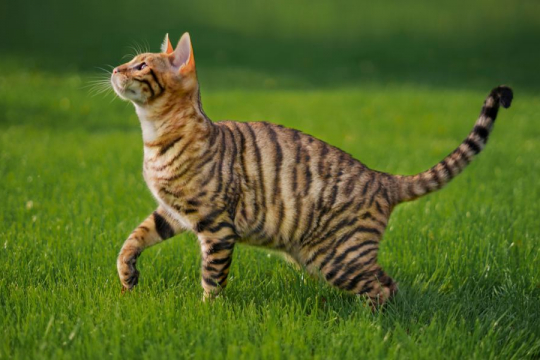 How Intelligent Are Cats? Science Has an Answer