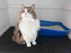 iPrimio Premium Dog & Cat Litter Mat