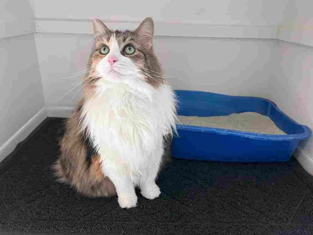 iPrimio Premium Dog & Cat Litter Mat