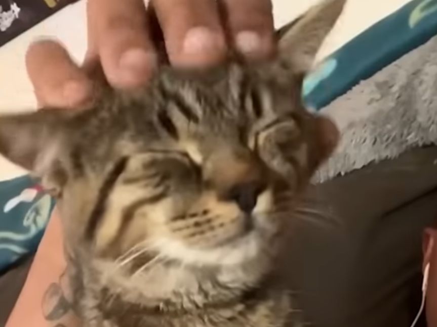 owner petting kitten in the head