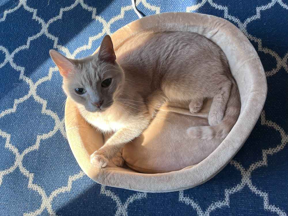 K&H Pet Products Thermo