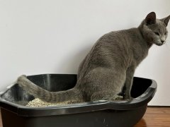 Kitten George toileting inside the litter tray