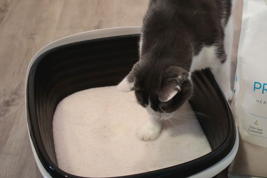 kitten using pretty cat litter