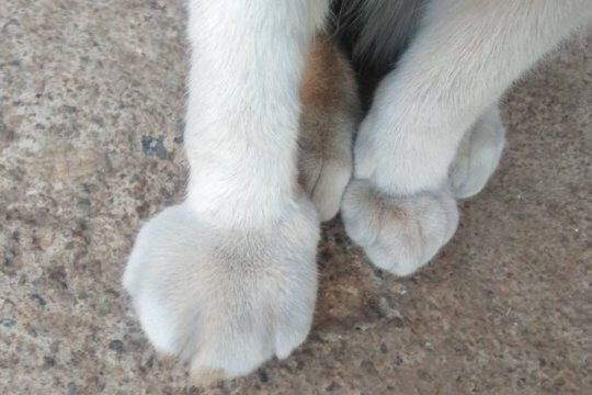 How To Treat a Cat With a Swollen Paw