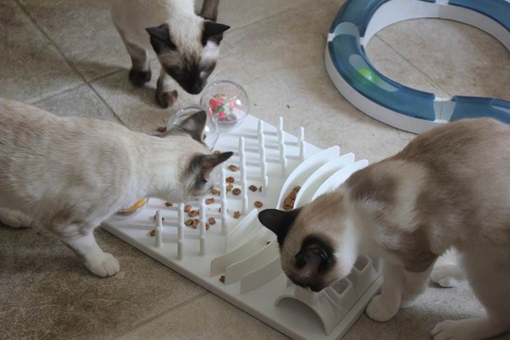 Kittens enjoying play and eating dry food from a Trixie puzzle feeder-compressed