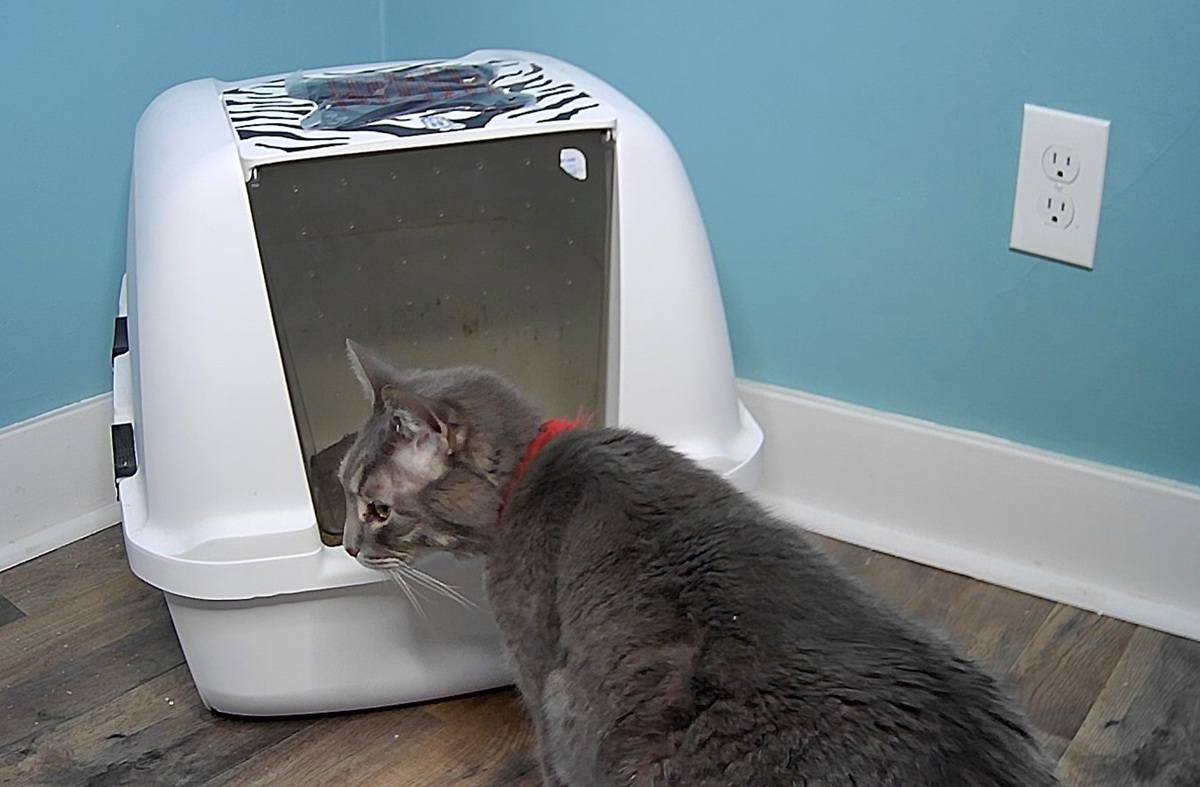 Litter Box for large cats