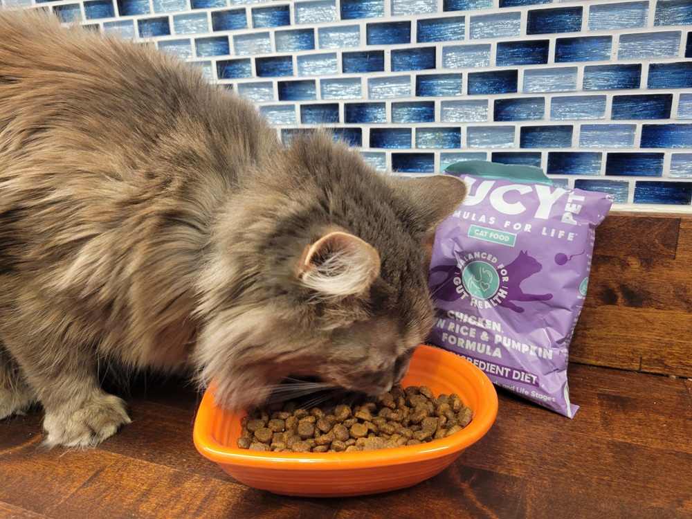 Lucy Pet Chicken, Brown Rice & Pumpkin Limited Ingredient Formula Dry Cat Food