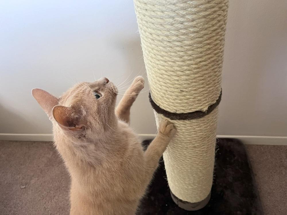 MidWest Feline Nuvo Grand Forte