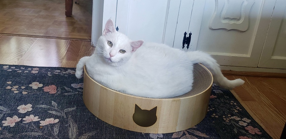 Necoichi Cozy Cat Scratcher Bowl