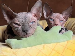 NoodyxBums Amazon Store-compressed