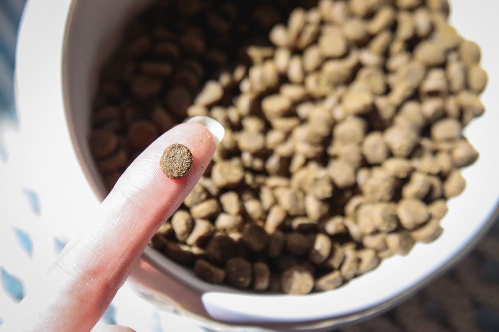 Open Farm Wild Caught Salmon Dry Kibble Cat Food