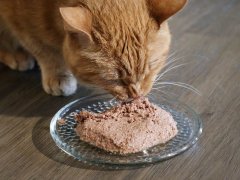 Orange Short Hair Tabby Cat Eating Fancy Feast Wet Canned Cat Food Chicken Feast Classic Pate Close Up