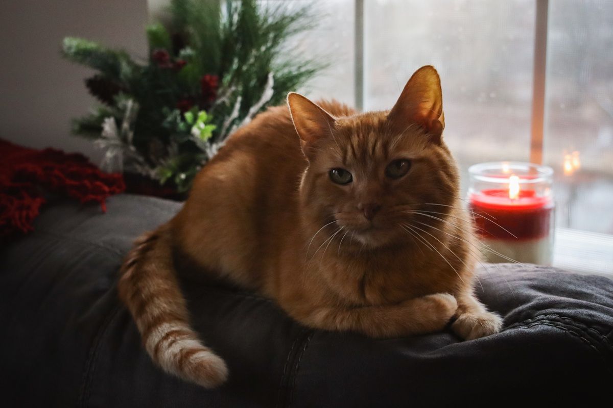 Orange Short Hair Tabby Cat Laying On Couch Looking Out Window At Winter Snow Candle Holiday Christmas