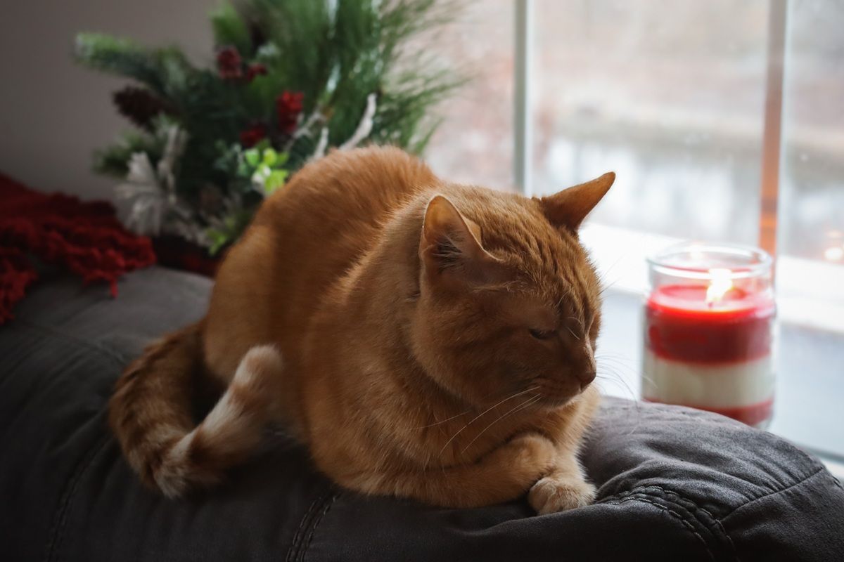 Orange Short Hair Tabby Cat Laying On Couch Looking Out Window At Winter Snow Candle Holiday Christmas