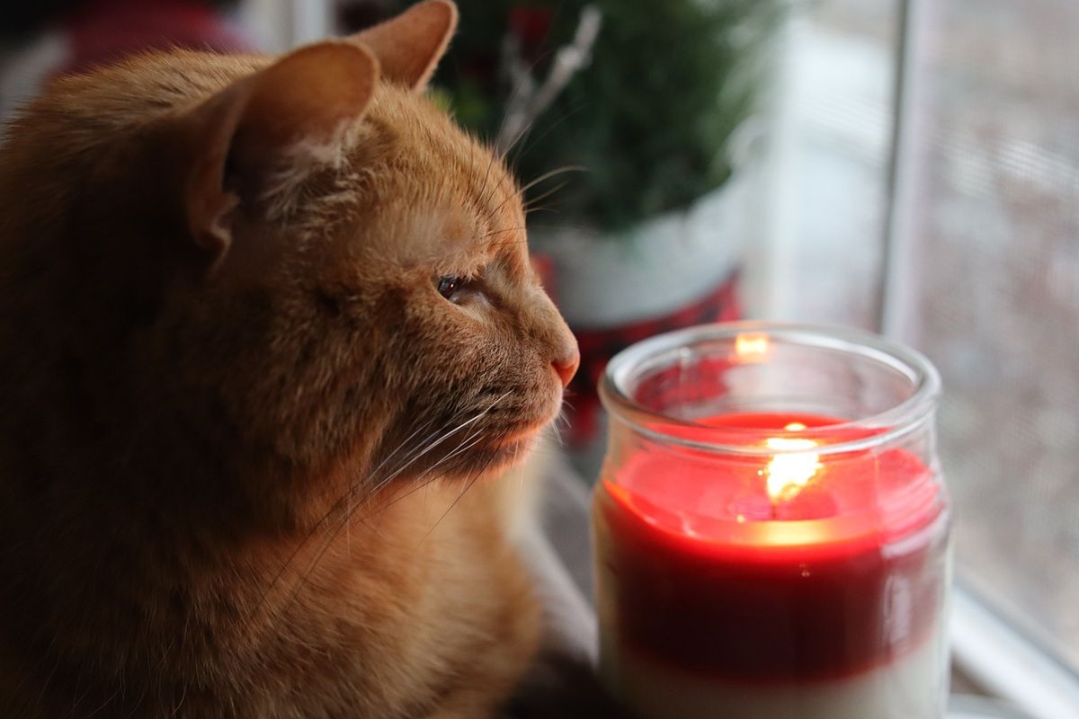 Orange Short Hair Tabby Cat Laying On Couch Smelling Candle Winter Holiday Christmas