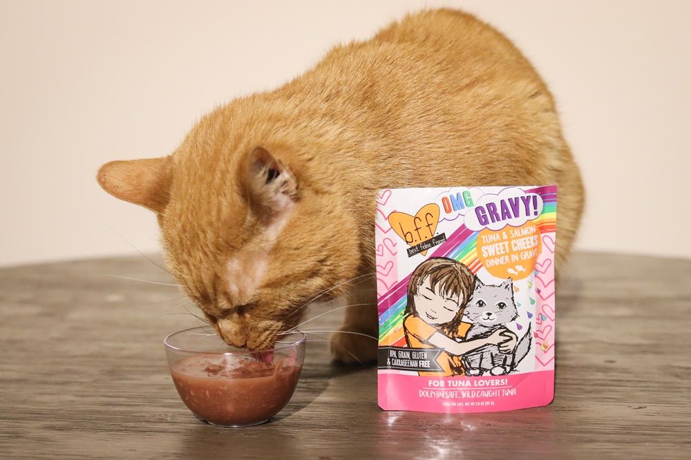 Orange Short Hair Tabby Eating BFF Wet Canned Cat Food Tuna & Salmon Sweet Cheeks Dinner In Gravy