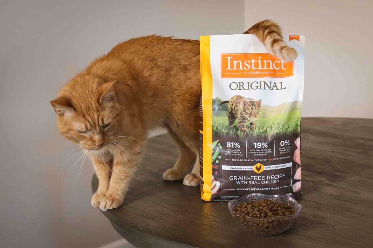 Orange Short Hair Tabby With Instinct Original Grain Free Recipe With Real Chicken Dry Kibble Cat Food