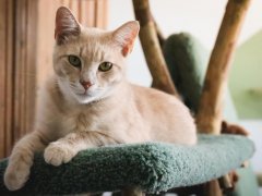 Orange Tan Striped Tabby Cat Laying Lounging On Green Carpet Cat Tree