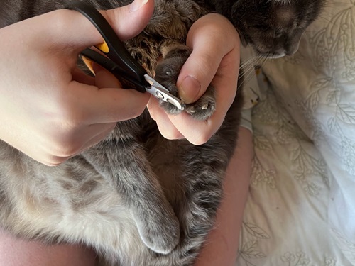 Pet Republique Professional Nail Clippers