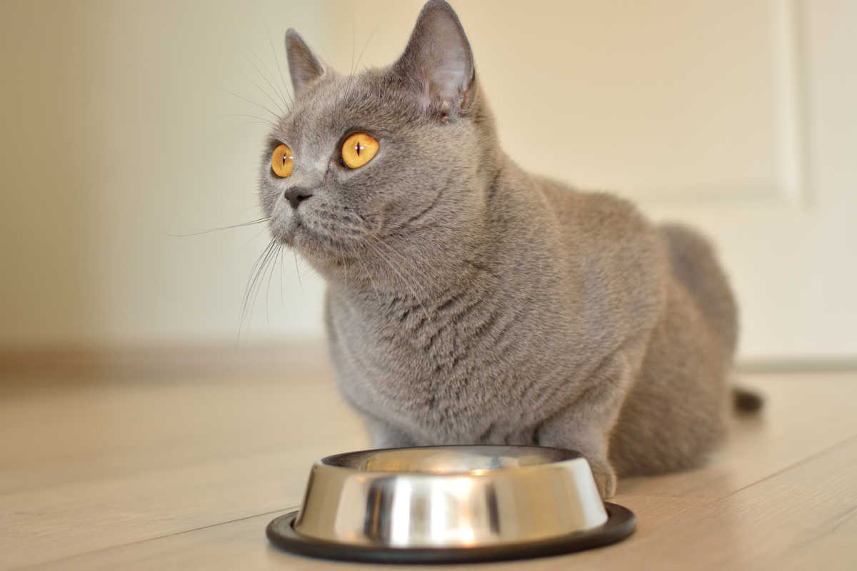 Pregnant British Shorthair cat eating