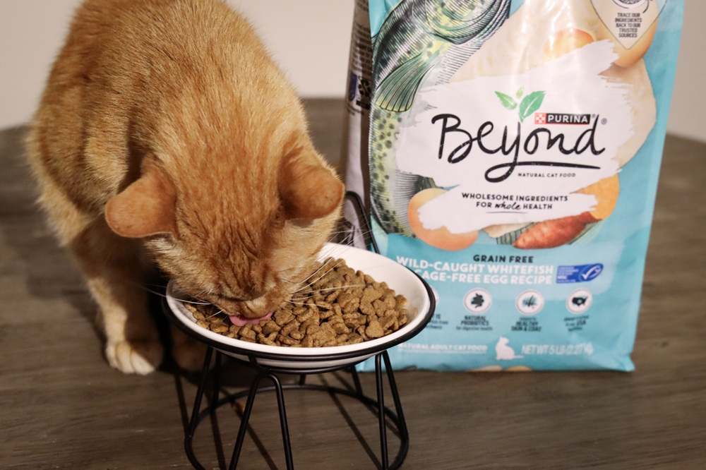 Purina Beyond Ocean Whitefish & Egg Dry Kibble Cat Food